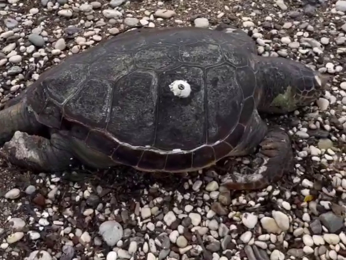 Черепаха, которую выбросило на пляж в Будве