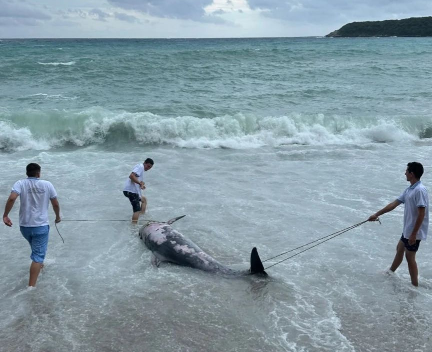 Дельфина выбросило на пляж Яз