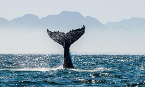 Хвост кита выглядывает из воды