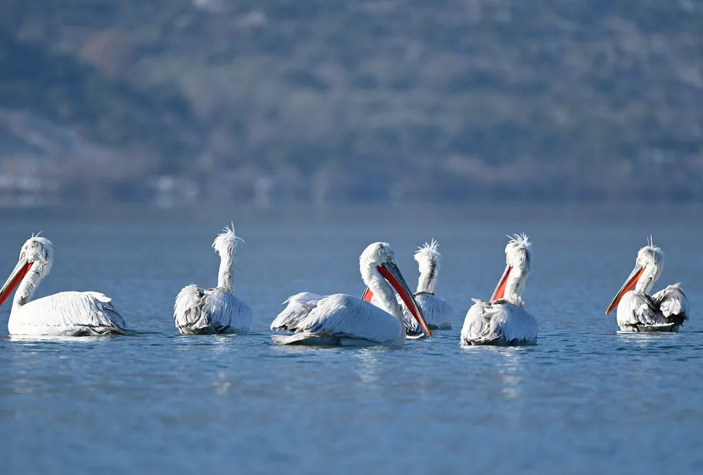 Пеликаны на воде