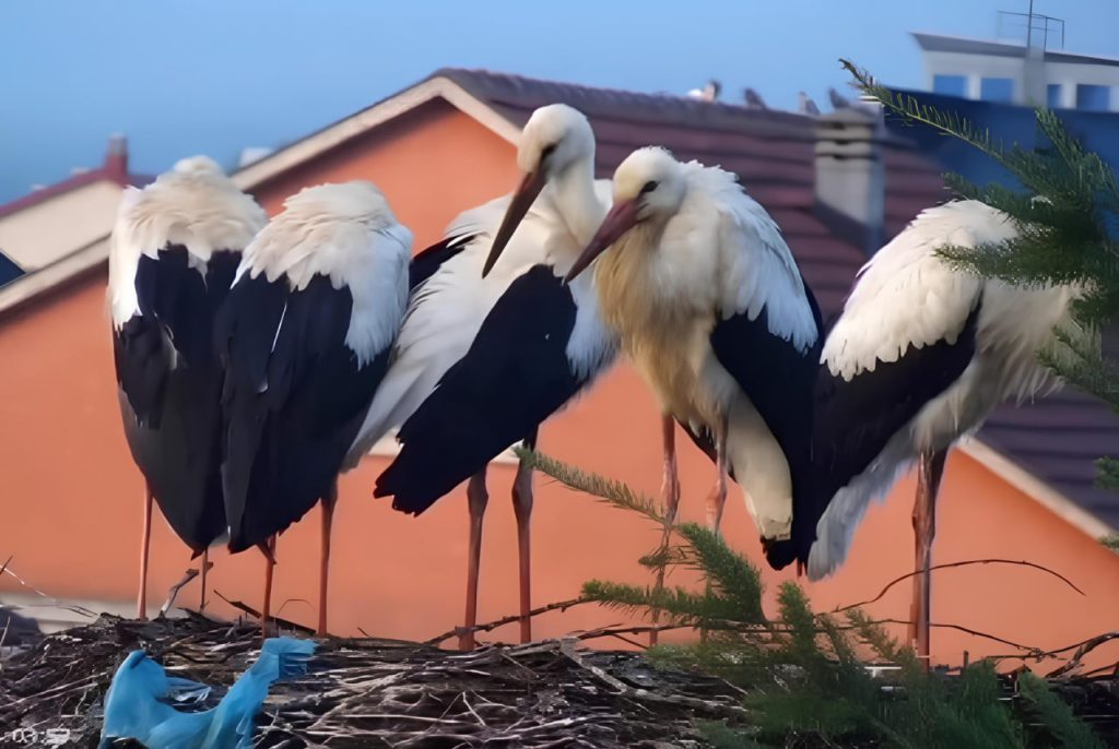 Аисты в Беране