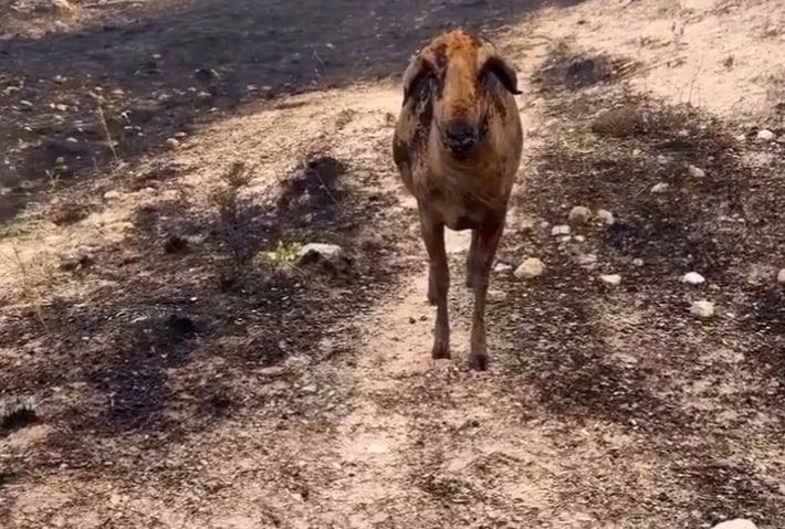 Пострадавшее животное в результате пожара в Черногории
