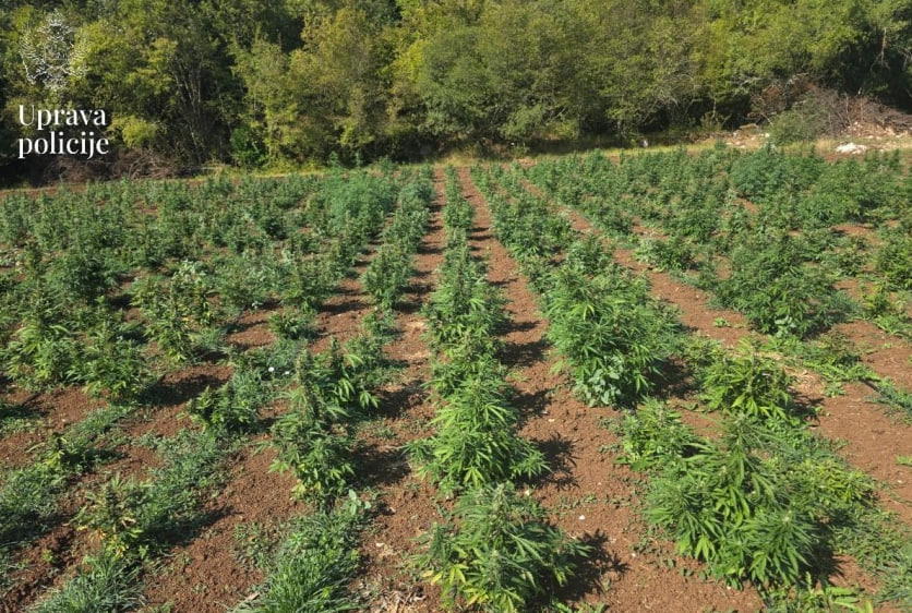 Плантация марихуаны