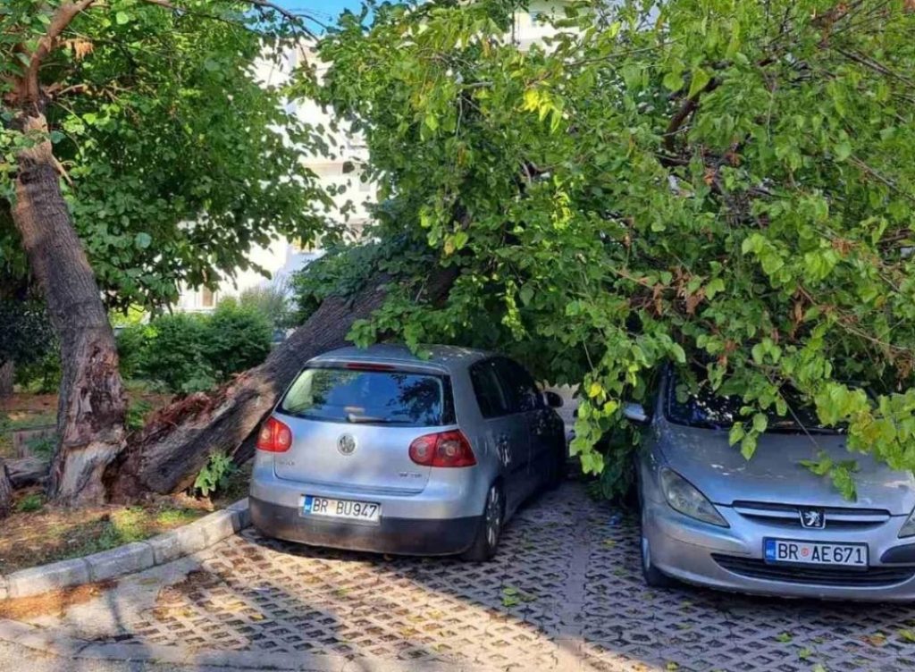 Дерево упавшее на парковку