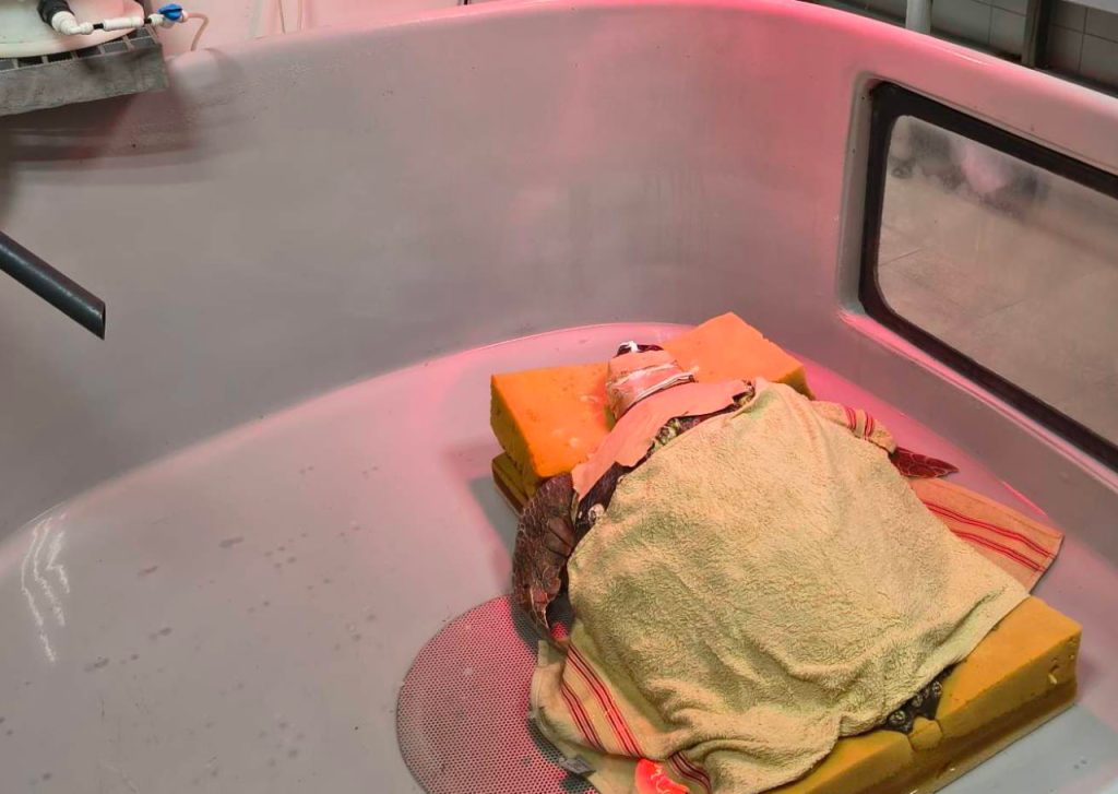 Раненая черепаха получает помощь от ветеринаров