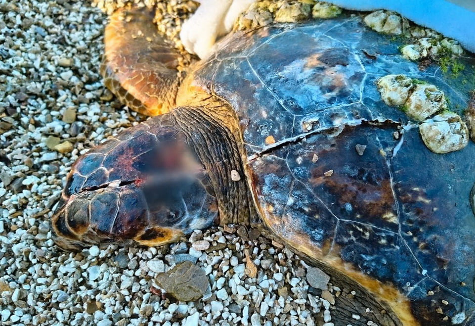 Раненная головастая черепаха