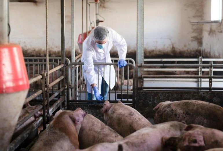 Свиньи на ферме