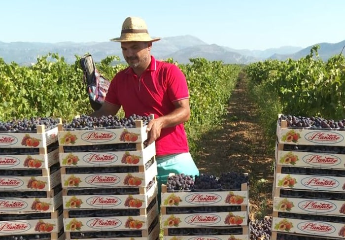 Сбор винограда в Черногории