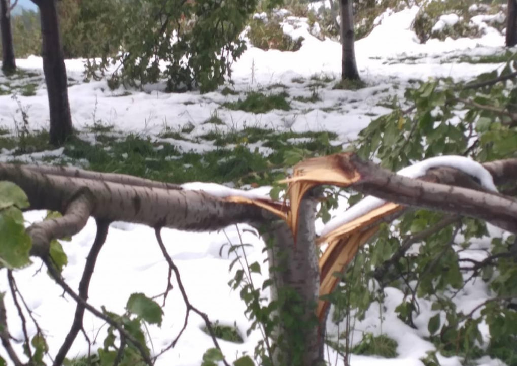 Поврежденное дерево из-за тяжести снега