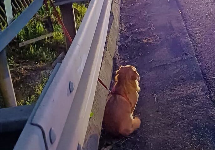 Собака рядом с автомобилем попавшим в ДТП