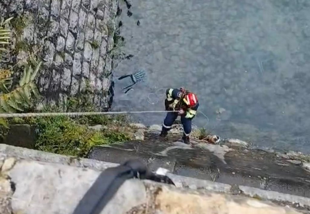 Пожарный спасает кошку в Которе