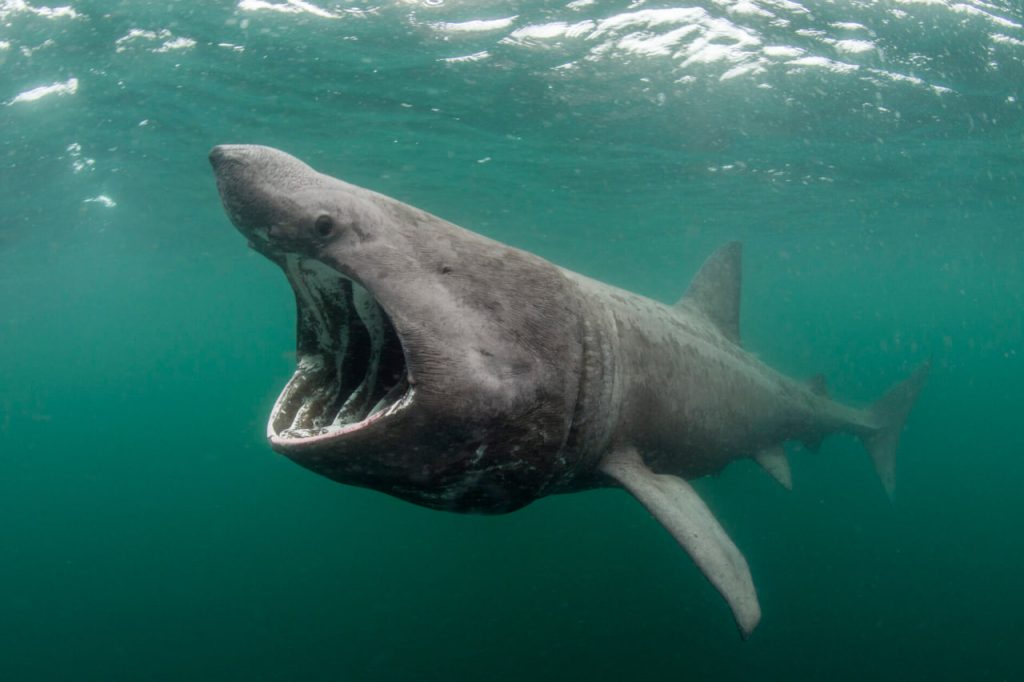 Гигантская акула