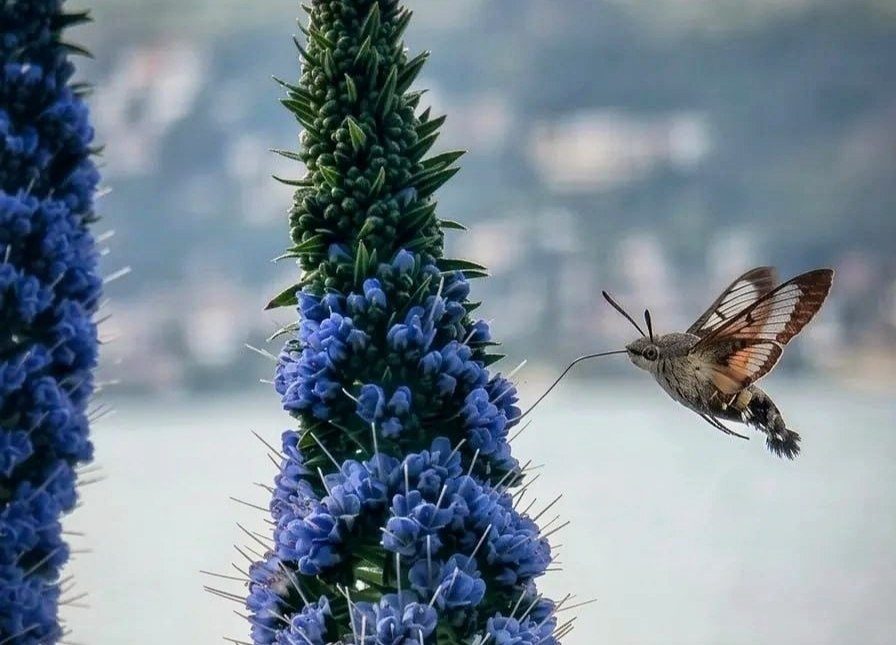 Бабочка шмелевидка