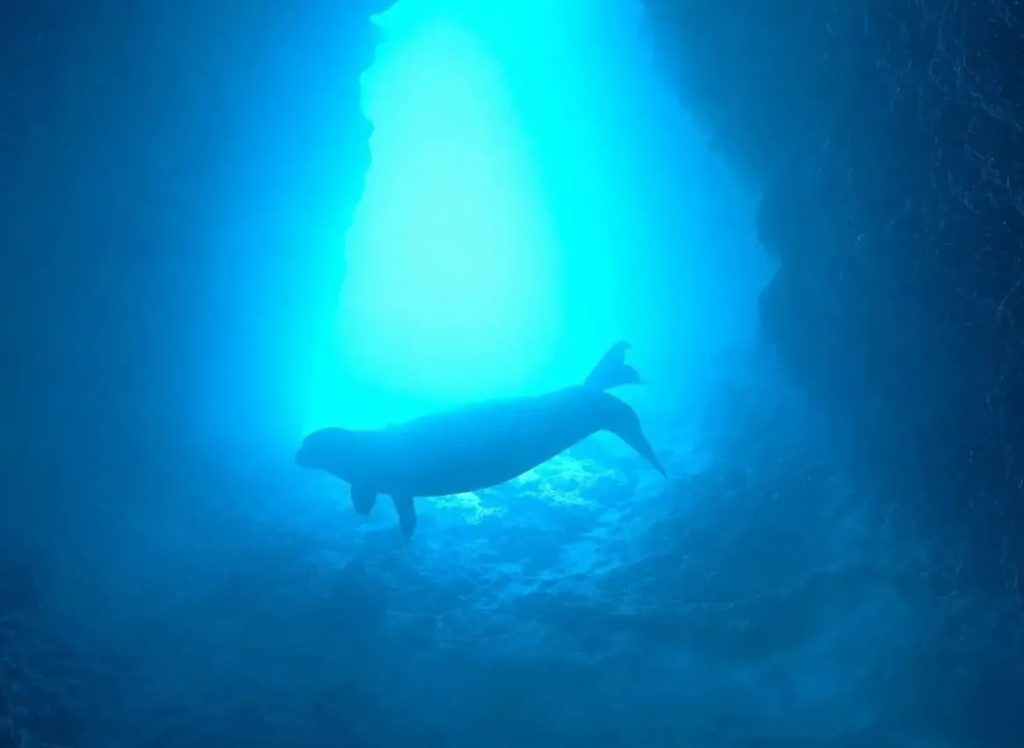 Тюлень-монах у берегов Будвы